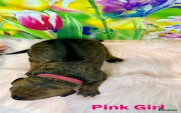 Rhodesian Ridgeback dogs for sale: Outstanding Rhodesian Ridgeback Puppies 🦁 - Image 11