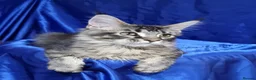 Maine Coon cats for sale: GCCF registered Maine Coon Pedigree Kitten  - Advert 15