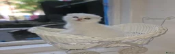 Scottish Fold cats for sale: Tica full pedigree scottish fold kittens london  - Advert 7