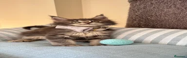 Maine Coon 4