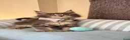 Maine Coon cats for sale: GCCF Rarely Available Mackerel XXLRussianBloodline - Advert 40