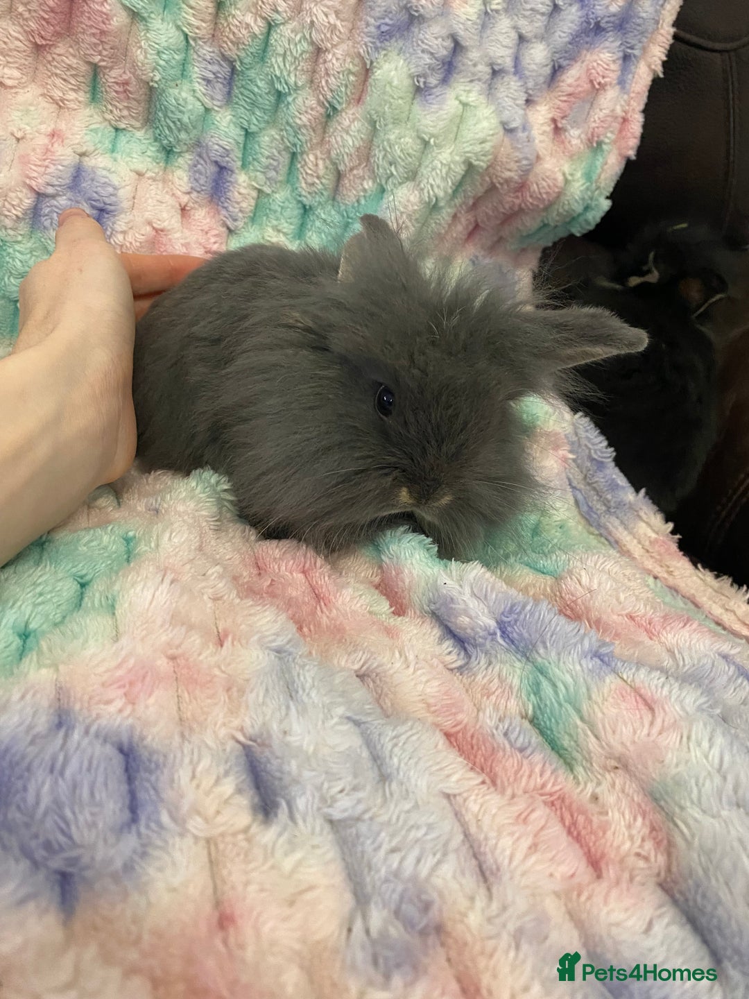 Lionhead rabbits for sale: Lionhead babies  - Advert 4