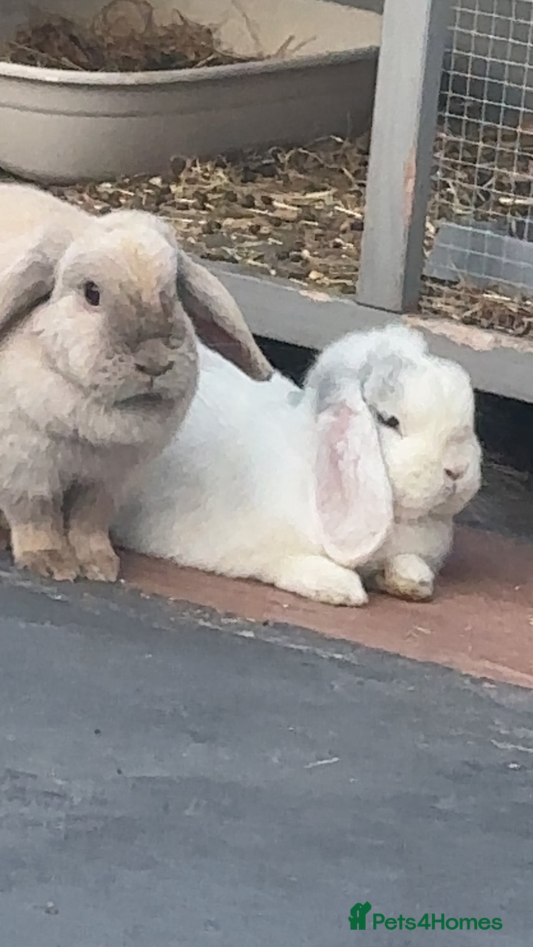 Mini Lop rabbits for sale: Bonded pair of mini lops for sale (male neutered) - Advert 6