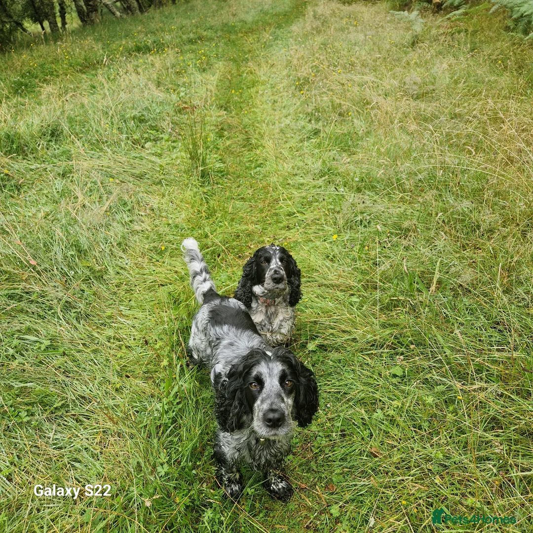 Cockapoo dogs for sale: F1b Cockapoo - Advert 2