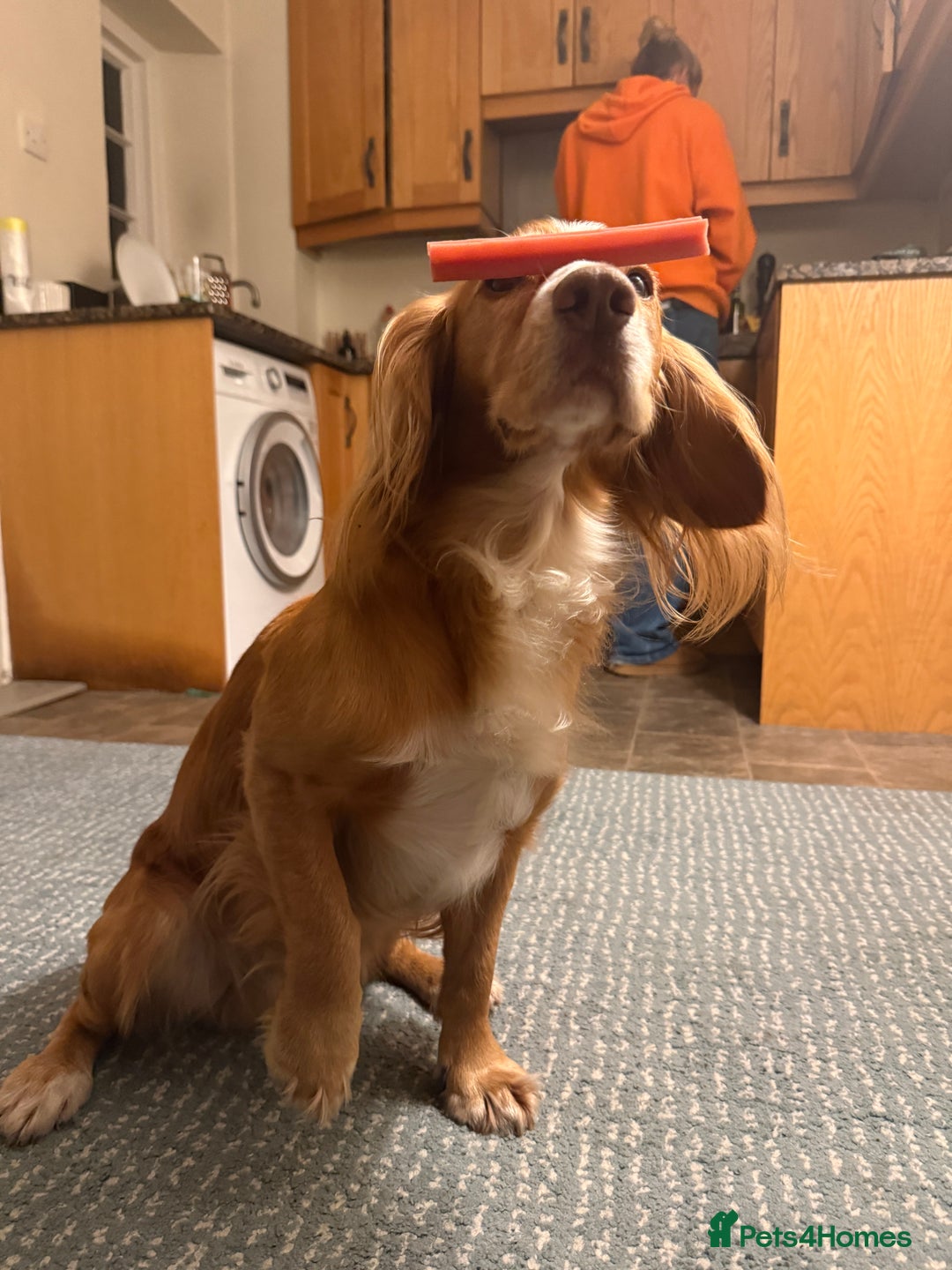 Cocker Spaniel dogs for stud: Working Gun Dog Stud  - Advert 22