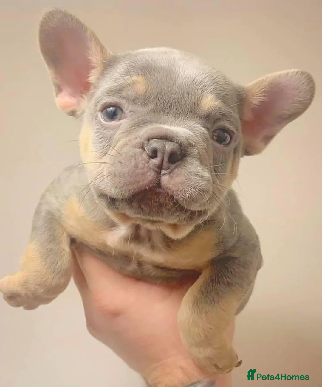 French Bulldog dogs for stud: BEAUTIFUL LILAC AND TAN FRENCH BULLDOG in Sunderland - Advert 20