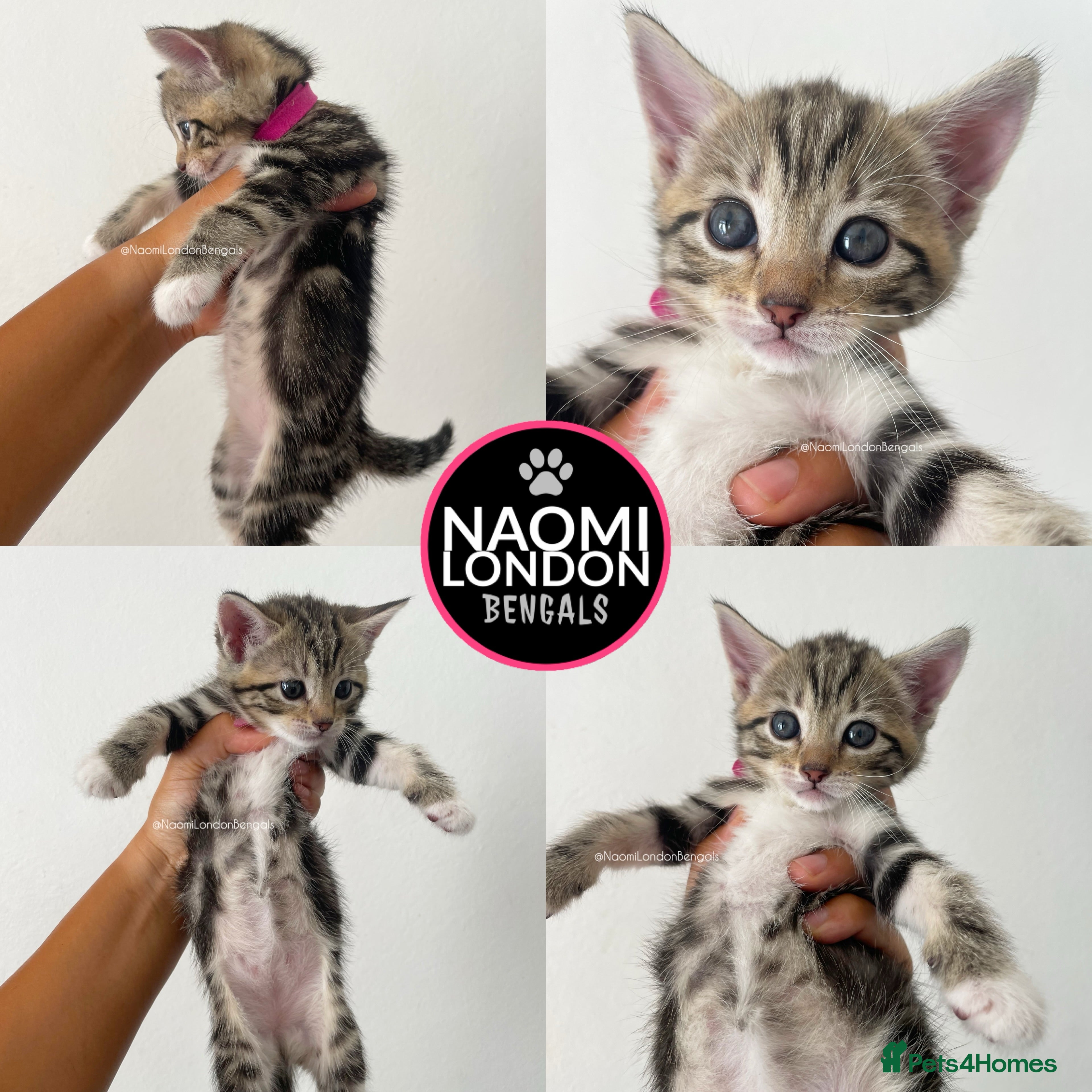 Bengal cats 🌈 BENGAL KITTENS 🌈 ⭐️⭐️⭐️⭐️⭐️ - Advert 2