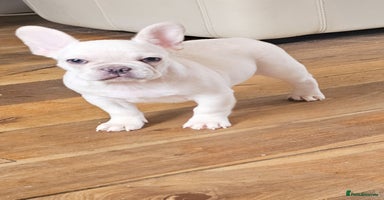French Bulldog dogs - Advert 6