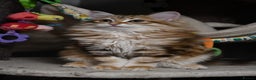 Siberian cats for sale: Siberian From Tunguska House Cattery - Advert 14