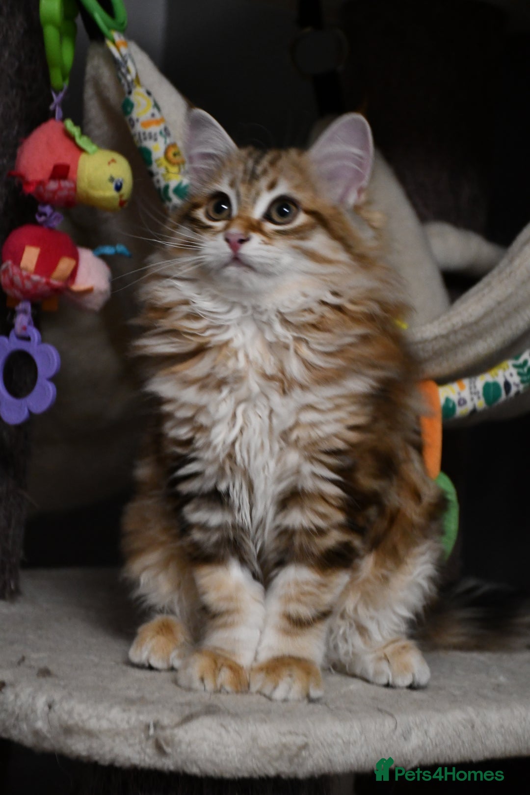 Siberian cats for sale: Siberian From Tunguska House Cattery - Advert 14