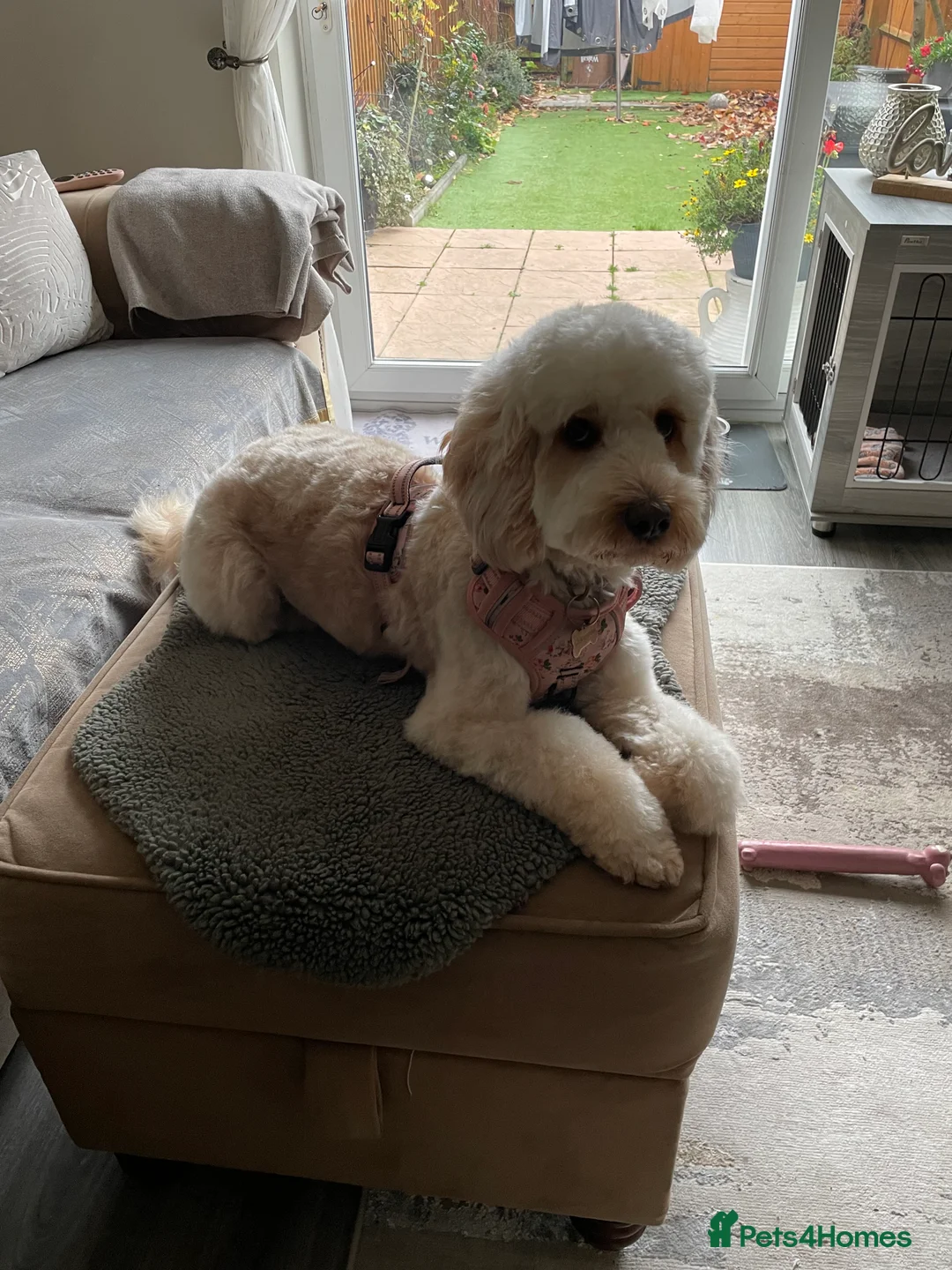 Cockapoo dogs for sale: Sweetest pet - Advert 4