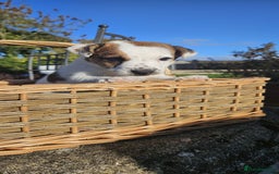 Jack Russell dogs for sale: Tremendous JRT boys  - Image 6