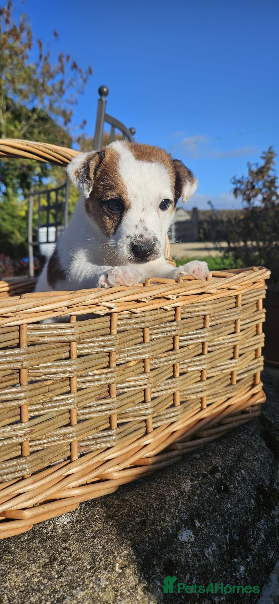 Jack Russell dogs for sale: Tremendous JRT boys  - Image 6