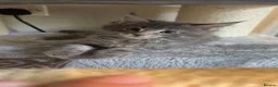 Maine Coon cats for sale: 6 beautiful blue silver mainecoons  - Advert 6
