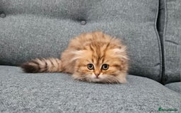 Scottish Fold cats for sale: Excellent Scottish fold kittens  - Image 9