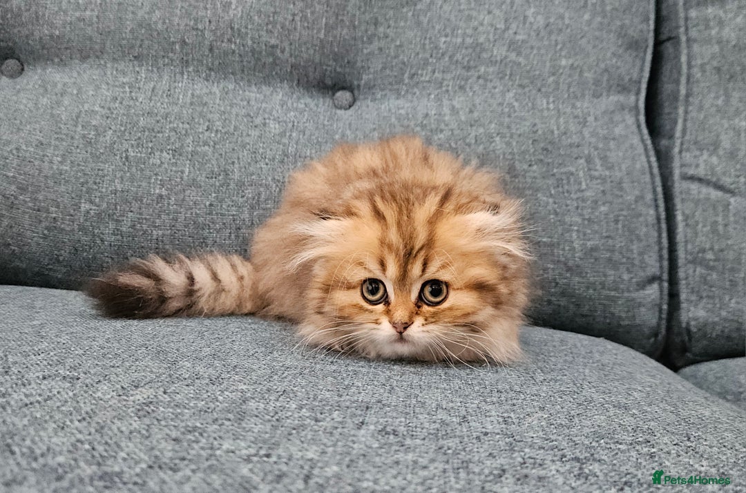 Scottish Fold cats for sale: Excellent Scottish fold kittens  - Image 9
