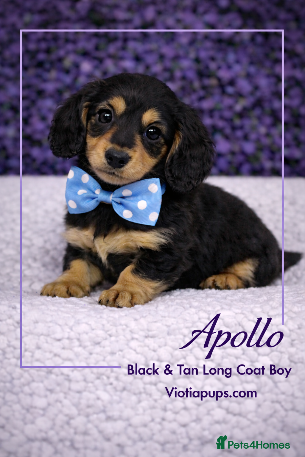 Miniature Dachshund dogs 🌟 Exceptional KC Miniature Dachshund Puppies - Advert 4