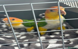 Parakeets birds for sale: Male and Female Caiques - Image 2