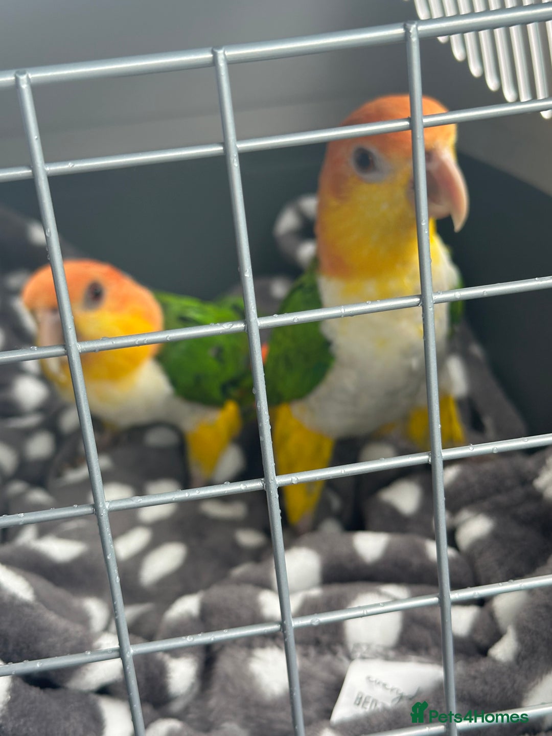 Parakeets birds for sale: Male and Female Caiques - Image 2