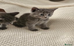 Russian Blue cats for sale: Beautiful Russian Blue cross kittens  - Image 7