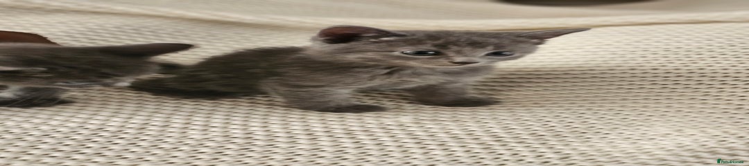 Russian Blue Kitten 1