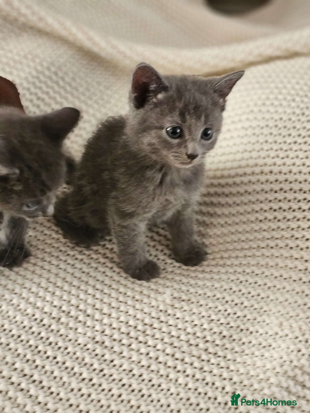 Russian Blue cats for sale: Beautiful Russian Blue cross kittens  - Image 7