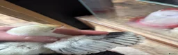Chickens poultry for sale: 6 Light Sussex hatching eggs in Wrexham - Advert 5