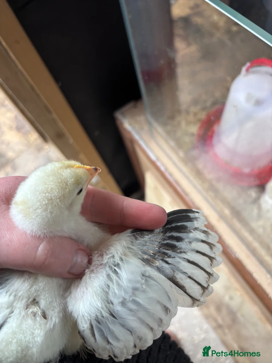 Chickens poultry for sale: 6 Light Sussex hatching eggs in Wrexham - Advert 5