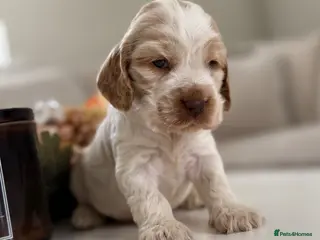 Cocker Spaniel dogs Show type cocker spaniels - Advert 14