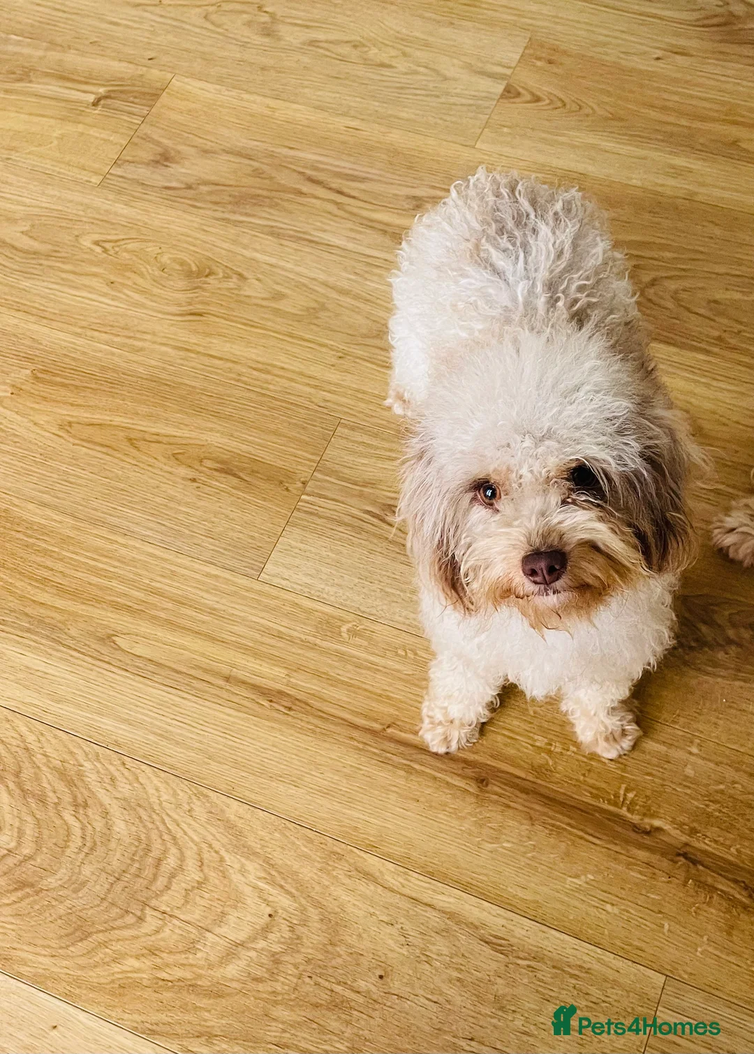 Cavapoo dogs for sale: Exceptional F1 B teddy bear cavapoo puppies  - Advert 13