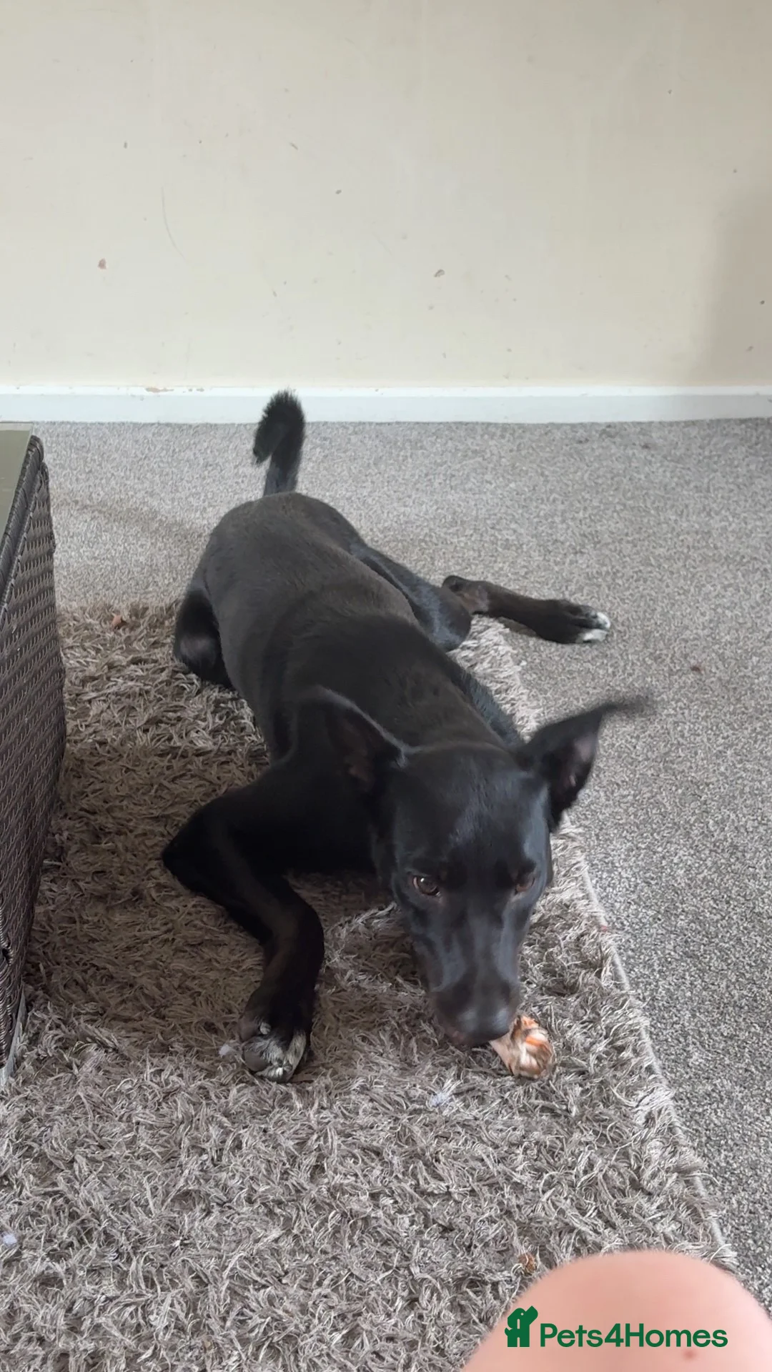 Mixed Breed dogs for sale: collie X kelpie  - Advert 3