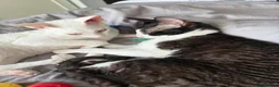 Cornish Rex cats for sale: 2 beautiful Cornish Rex boys - Advert 18