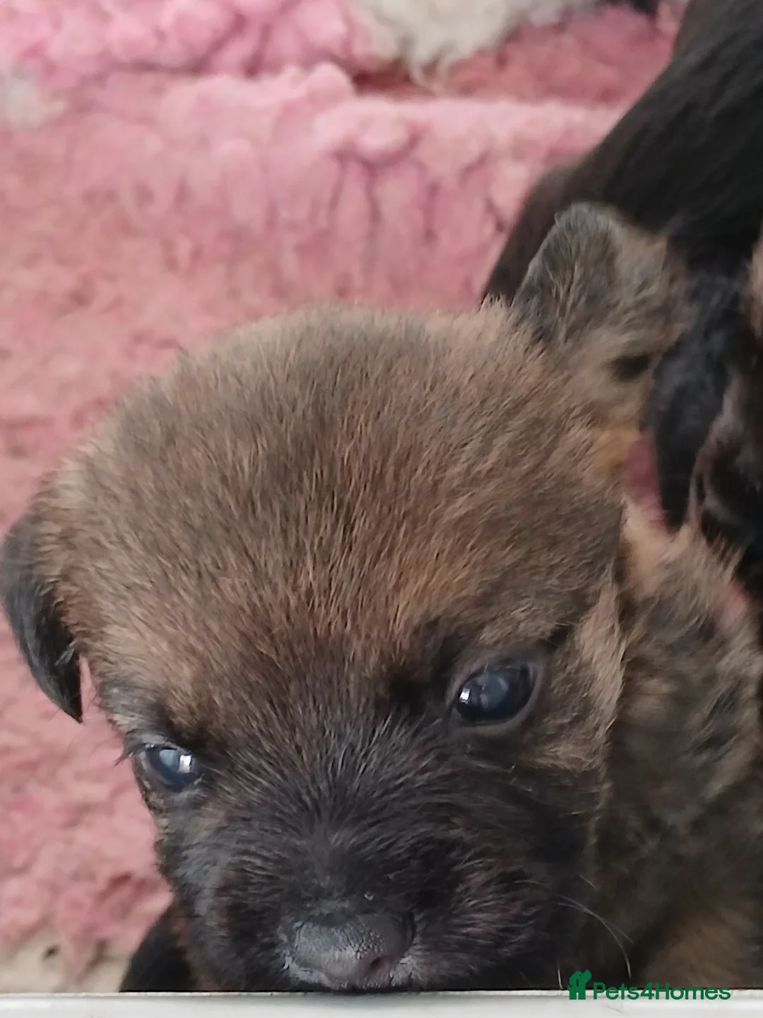 Border Terrier dogs for sale: Kc registered border terrier bitch pup. - Advert 2