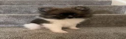 Pomeranian dogs for sale: Pomeranian Puppies - Advert 7