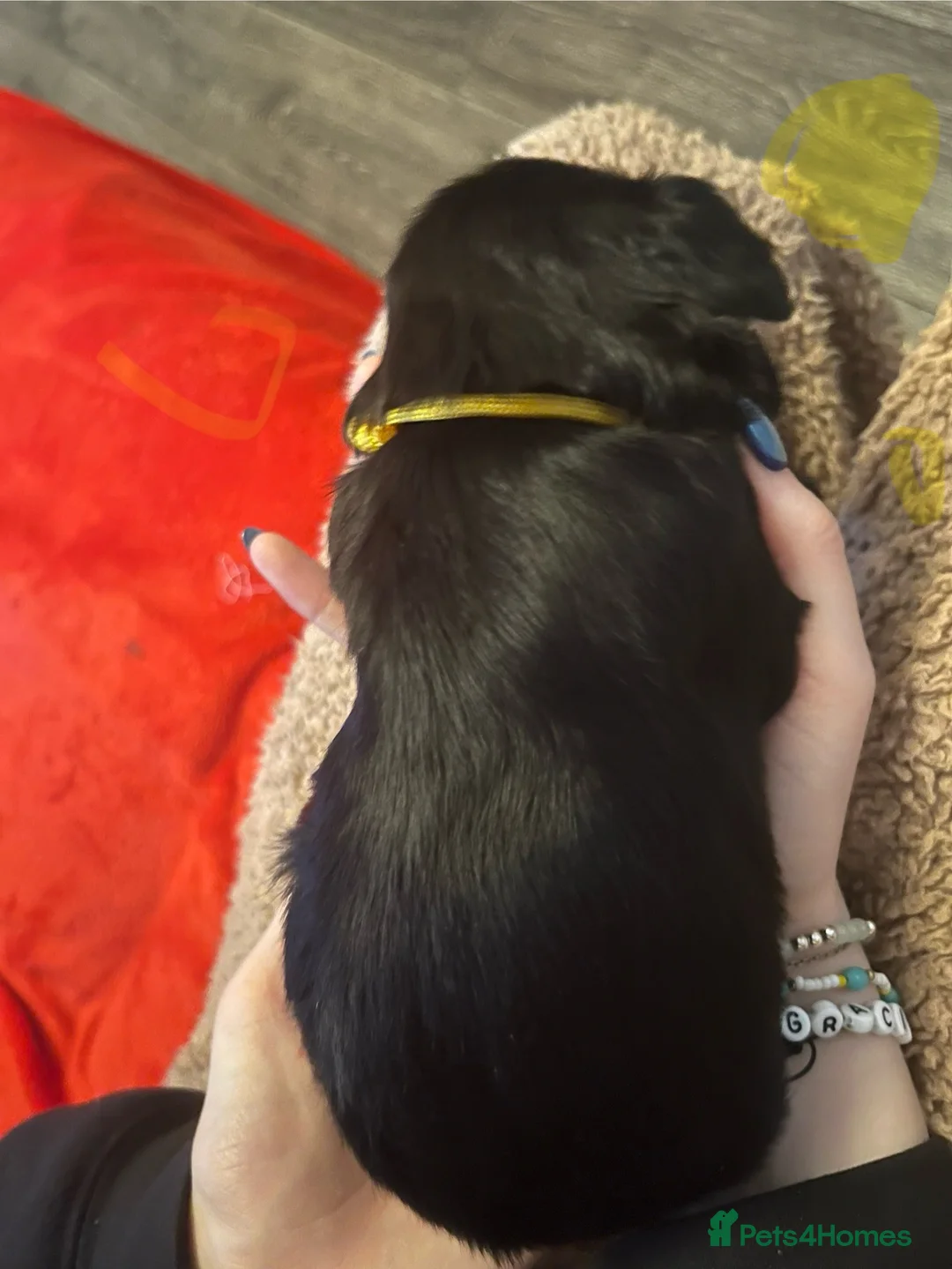 Sprocker dogs for sale: Sprocker spaniel puppies - Advert 9