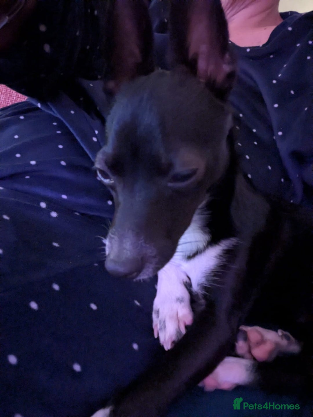 Mixed Breed dogs for sale: Italian Greyhound / Min Pin Mix - 1 Year Old Boy - Image 4