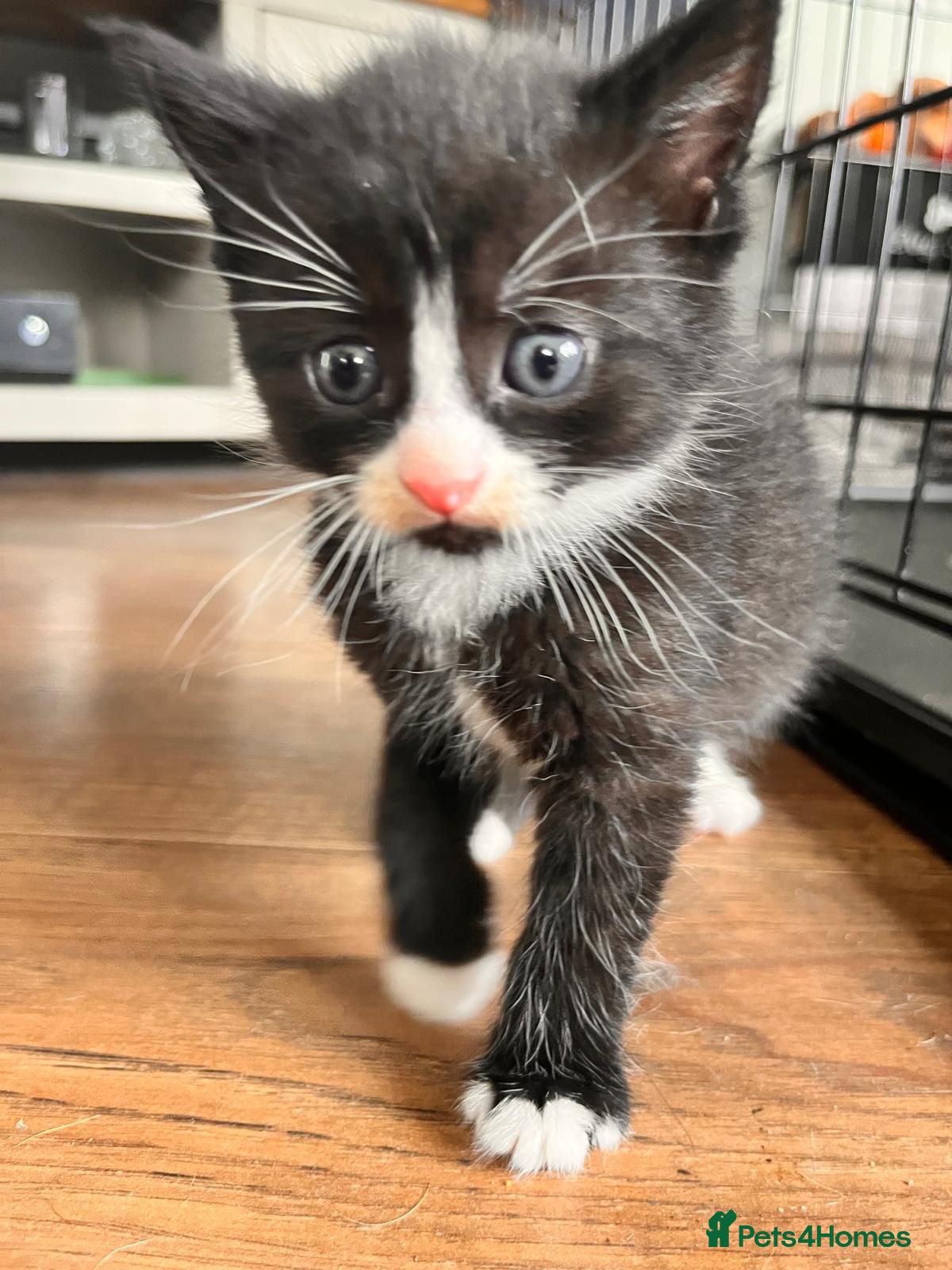 Mixed Breed cats Kittens ready now - Advert 5