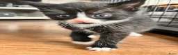 Mixed Breed cats for sale: Kittens ready now in Pulborough - Advert 1