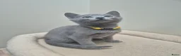 Russian Blue cats for sale: Russian Blue Kittens Loving Homes Only TICA Reg - Advert 18