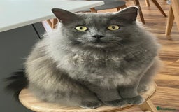 British Longhair cats for sale: British Longhair 18 months old male - Image 3