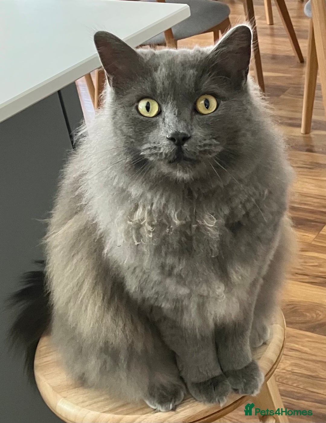 British Longhair cats for sale: British Longhair 18 months old male - Image 3