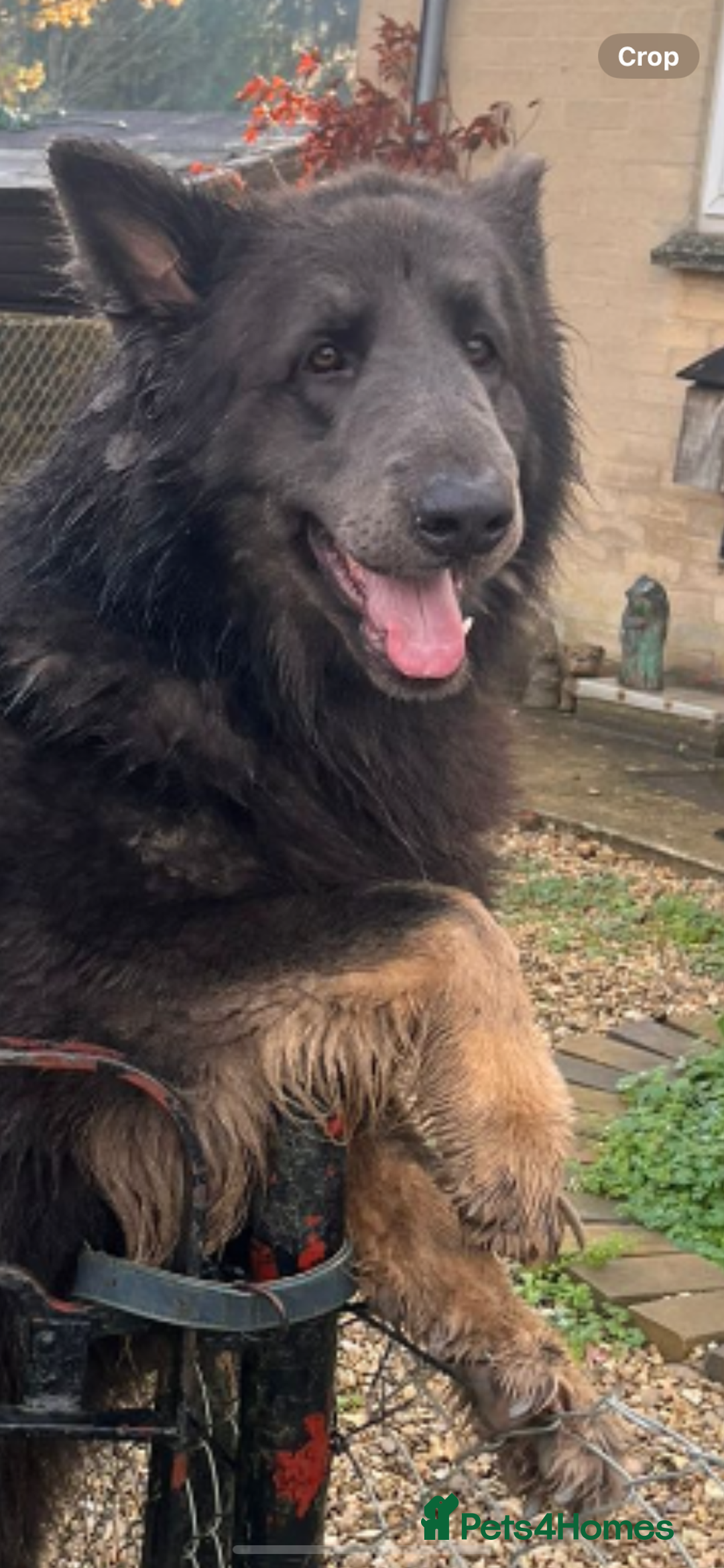 German Shepherd dogs for sale: Blue GSD’s - Advert 5