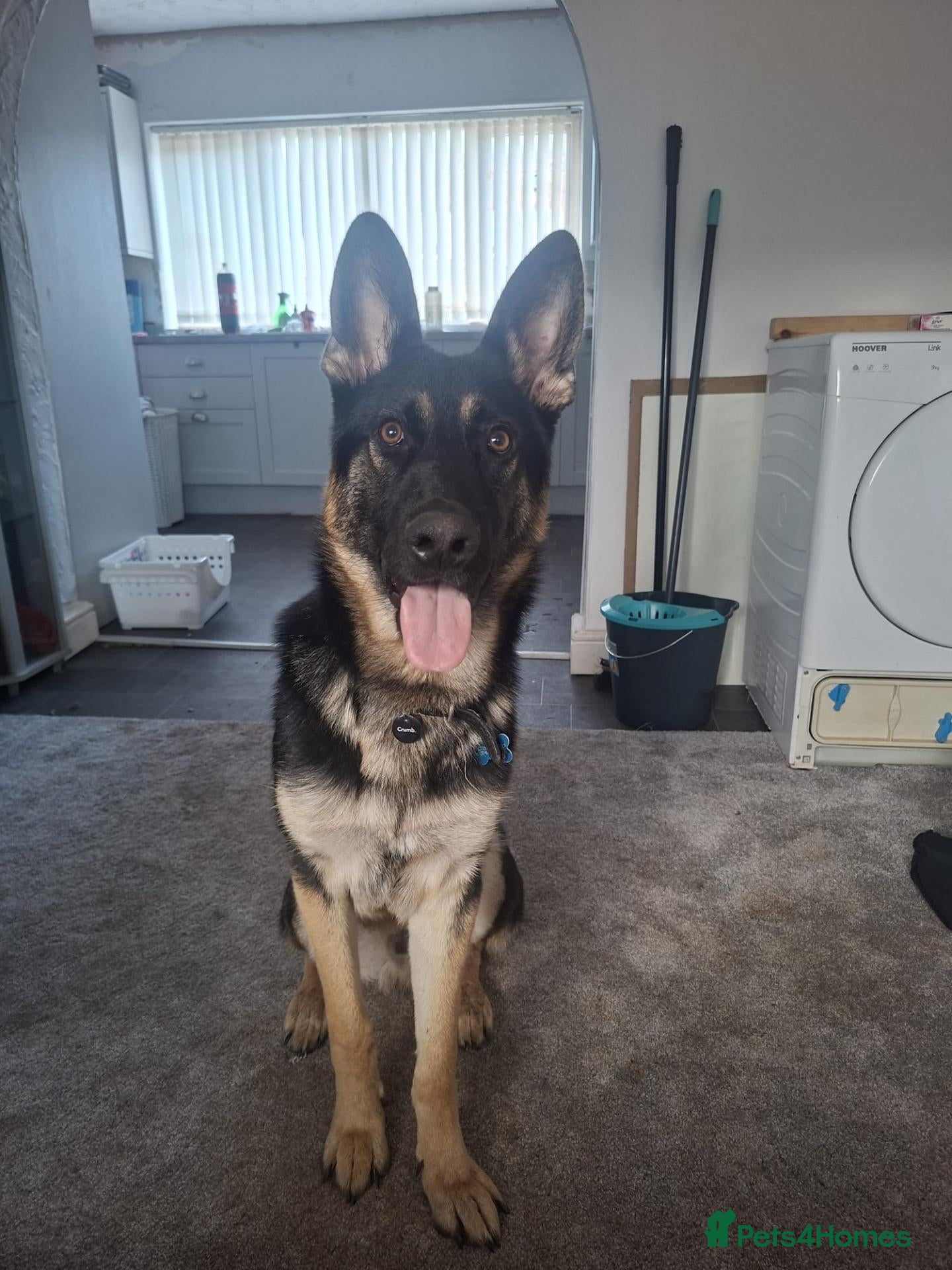 German Shepherd dogs Oakley 10 month old - Advert 4