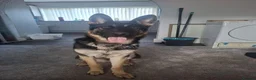 German Shepherd dogs for sale: Oakley 10 month old - Advert 1