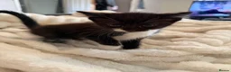 Mixed Breed cats for sale: Kittens available now  - Advert 5