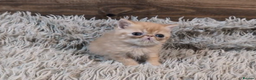 Persian cats for sale: Persian Kittens For Sale - Advert 31