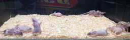 Mouse rodents for sale: Baby Fancy Mice Females  - Advert 4