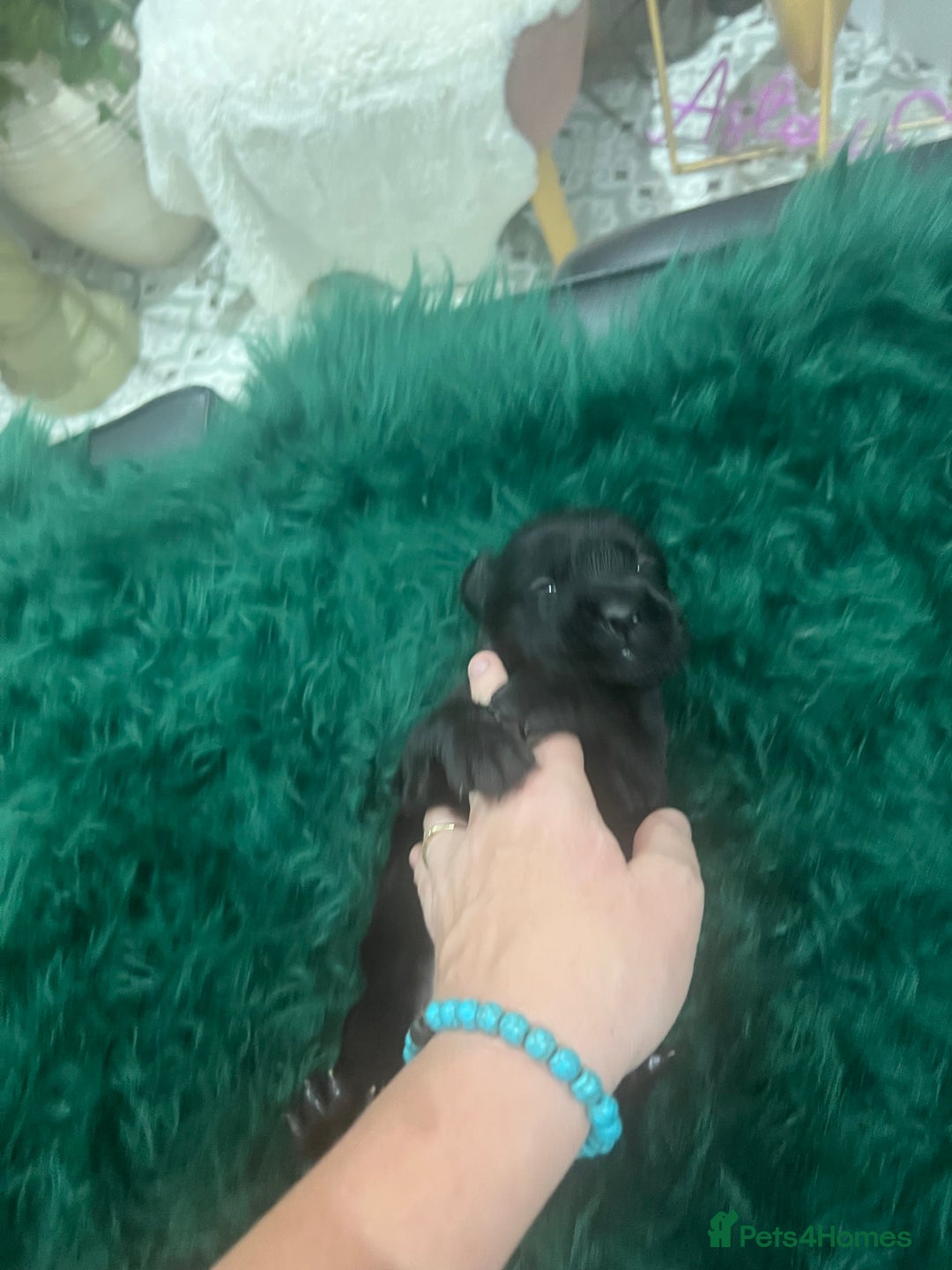 Goldador dogs for sale: Puppies- Goldadors (Golden retriever) (Labrador)  - Image 38