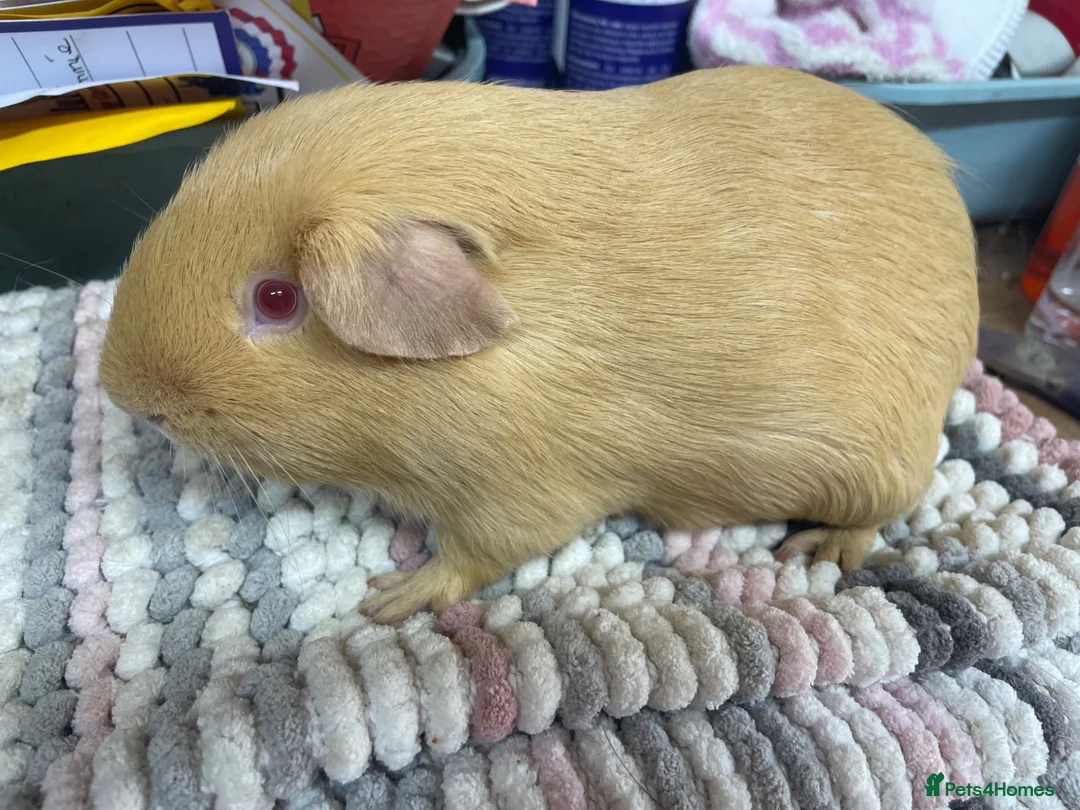 Guinea Pig rodents for sale: Beautiful Guinea Pig Boys - Advert 6