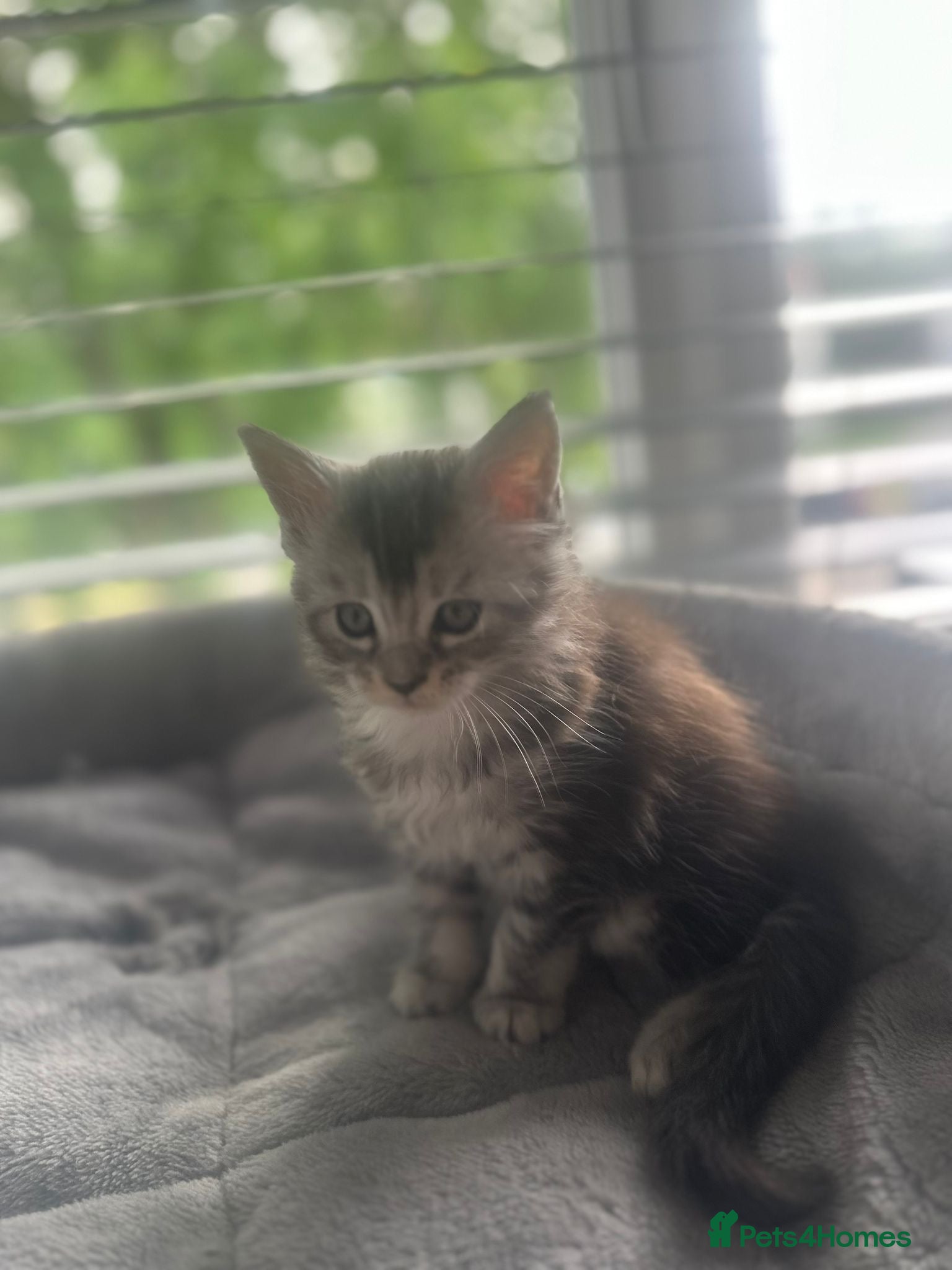 Maine Coon cats for sale: Stunning Maine Coon Litter Of Kittens  in Billericay - Advert 8